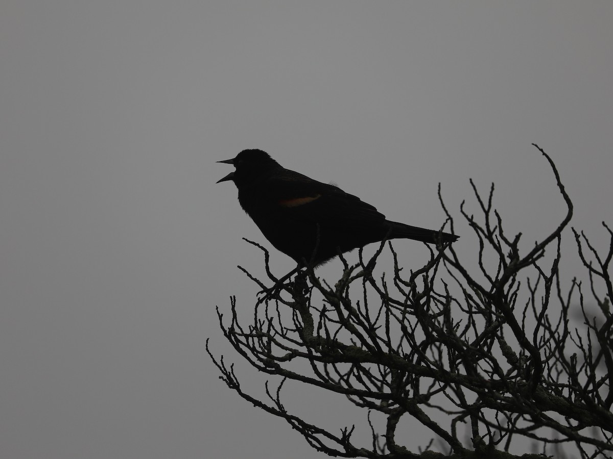 Red-winged Blackbird - ML639691051