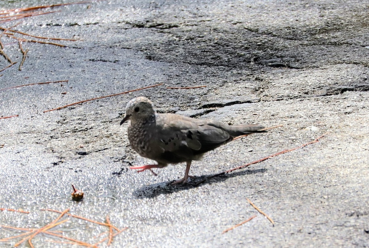 Common Ground Dove - ML639691054