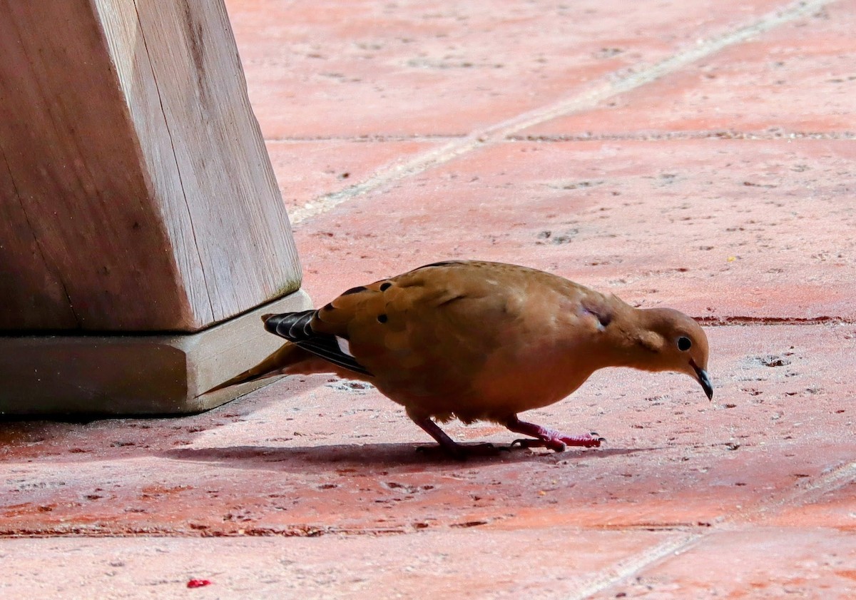 Zenaida Dove - ML639691063