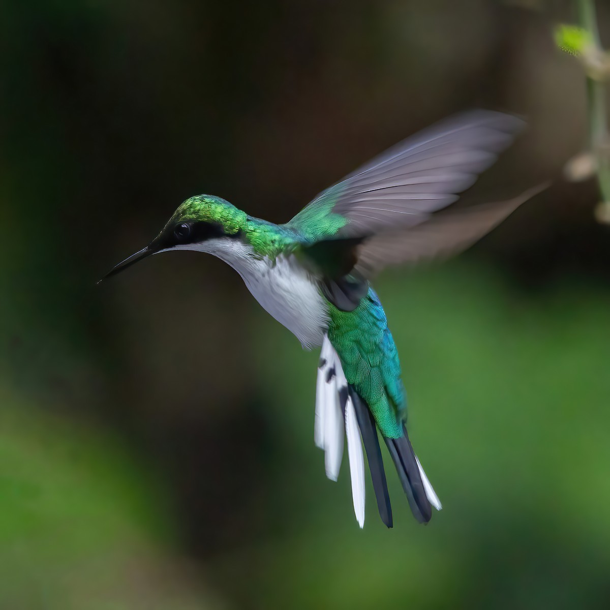 kolibřík purpurovohlavý - ML639691067