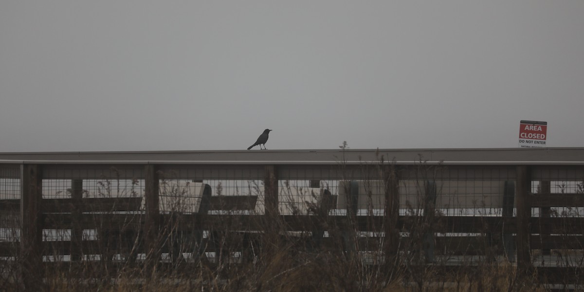 Boat-tailed Grackle - ML639691073