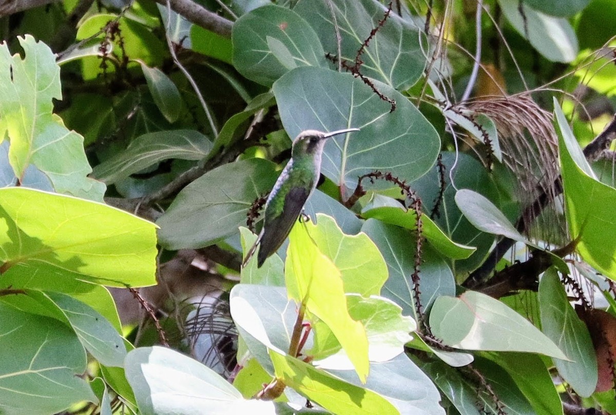 Cuban Emerald - ML639691085