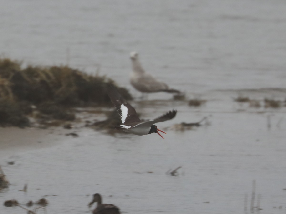 American Oystercatcher - ML639691086
