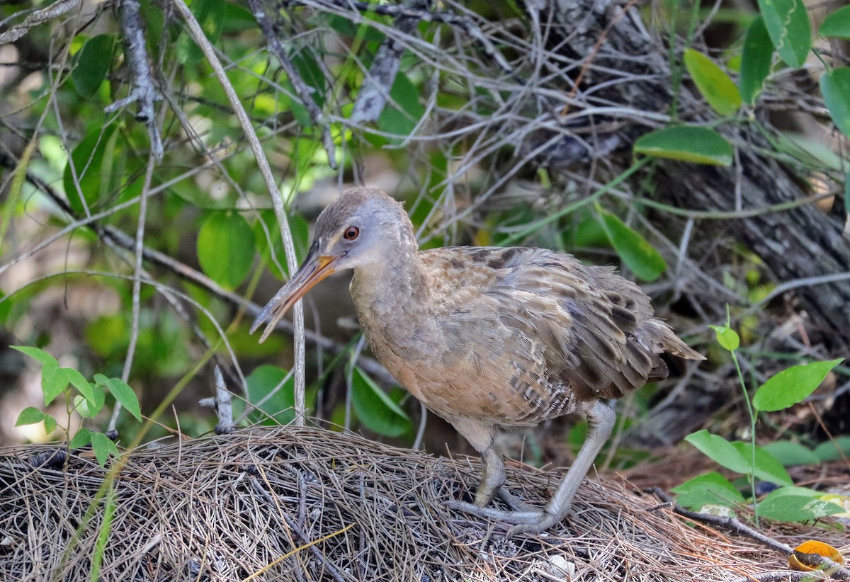 Clapper Rail - ML639691089