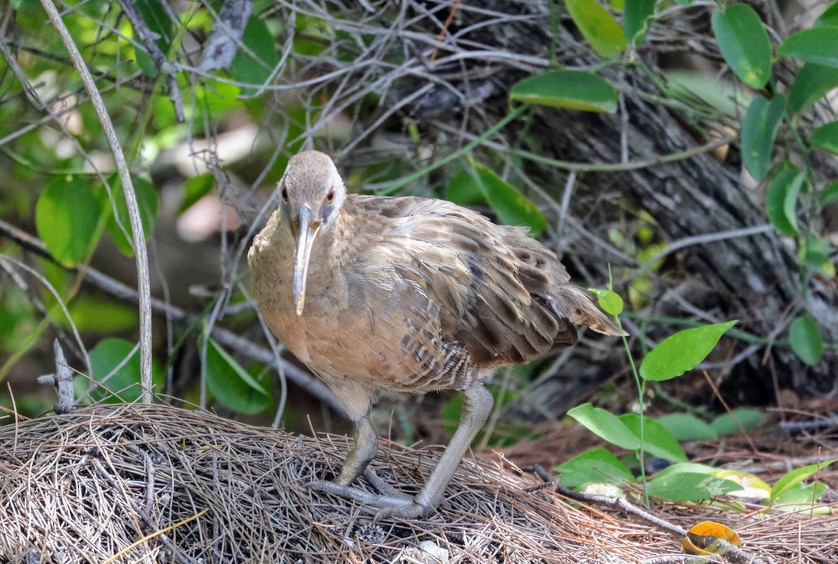 Clapper Rail - ML639691090