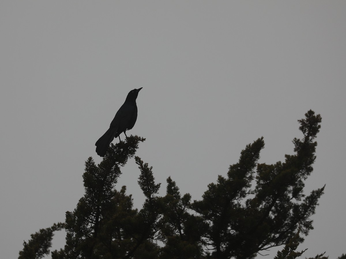 Boat-tailed Grackle - ML639691098