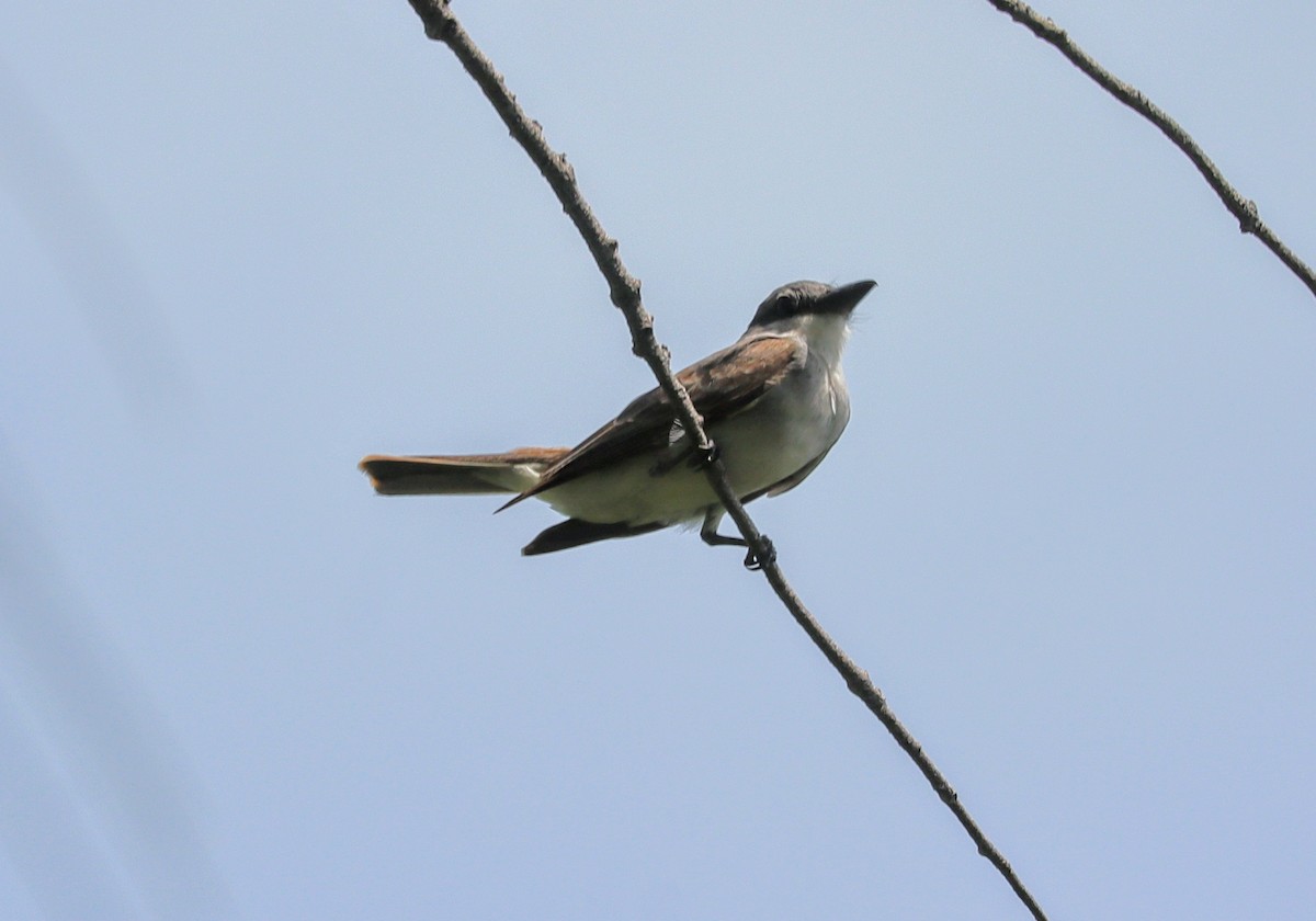 Gray Kingbird - ML639691103