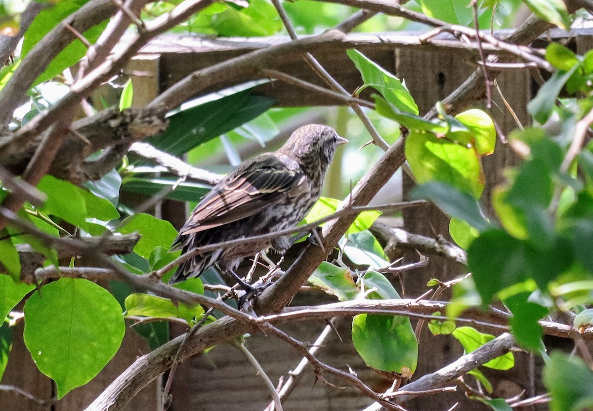 Red-winged Blackbird - ML639691115