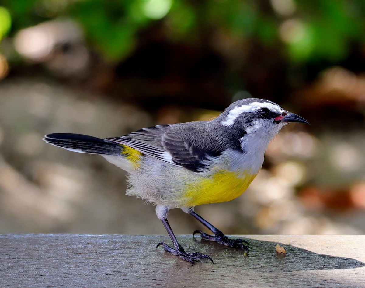 Bananaquit - ML639691128
