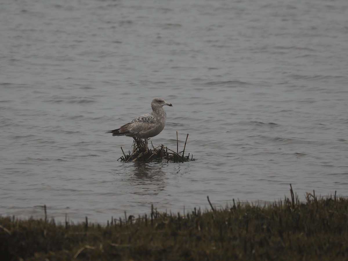 American Herring Gull - ML639691130