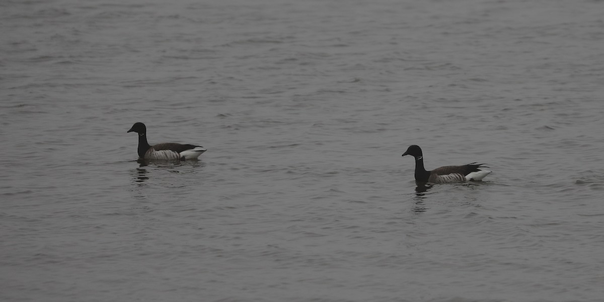 Brant - ML639691136