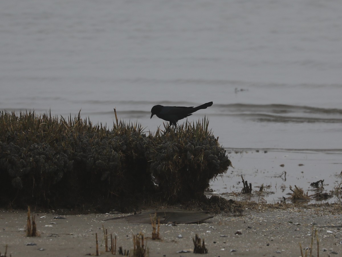 Boat-tailed Grackle - ML639691140