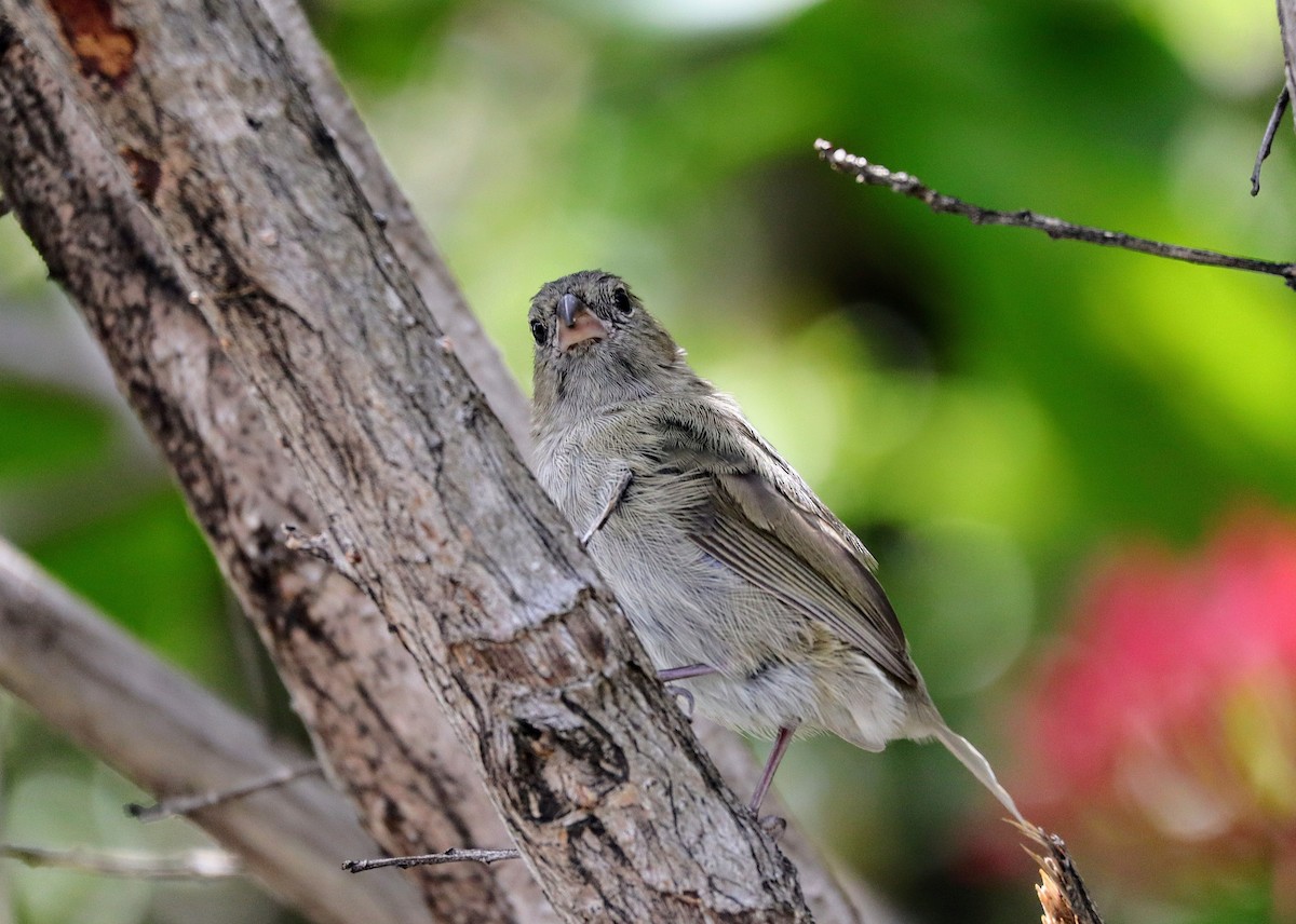 Black-faced Grassquit - ML639691142