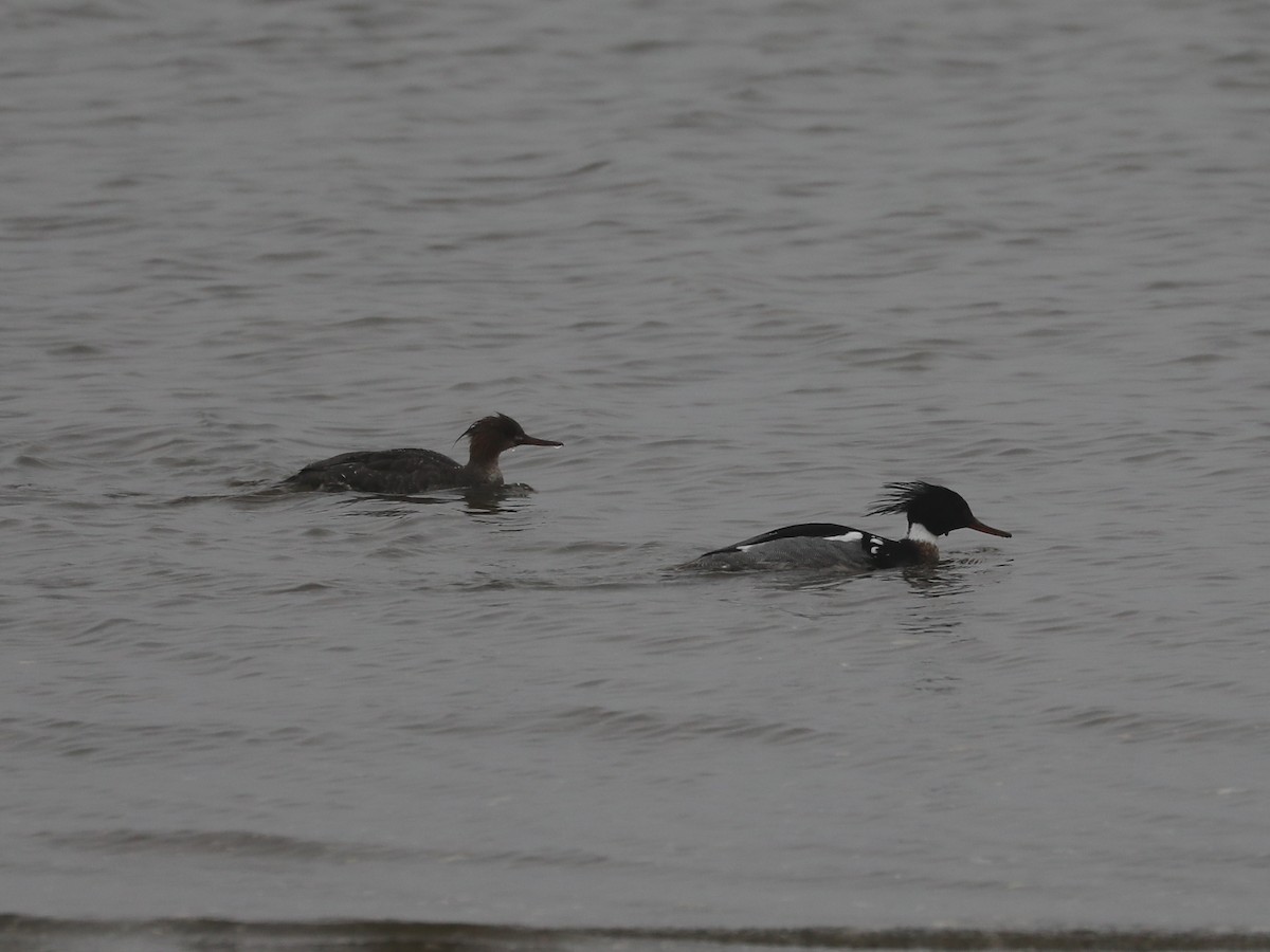 Red-breasted Merganser - ML639691144