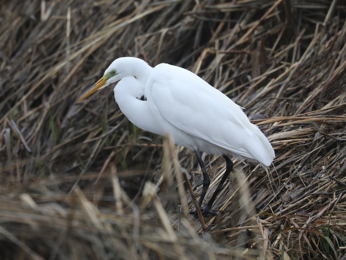 Great Egret - ML639691154