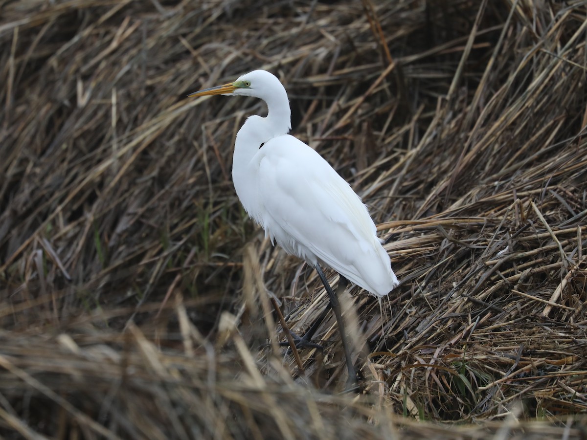 Great Egret - ML639691155