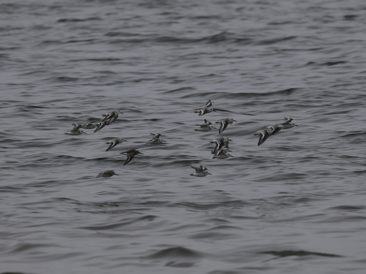 Sanderling - ML639691299