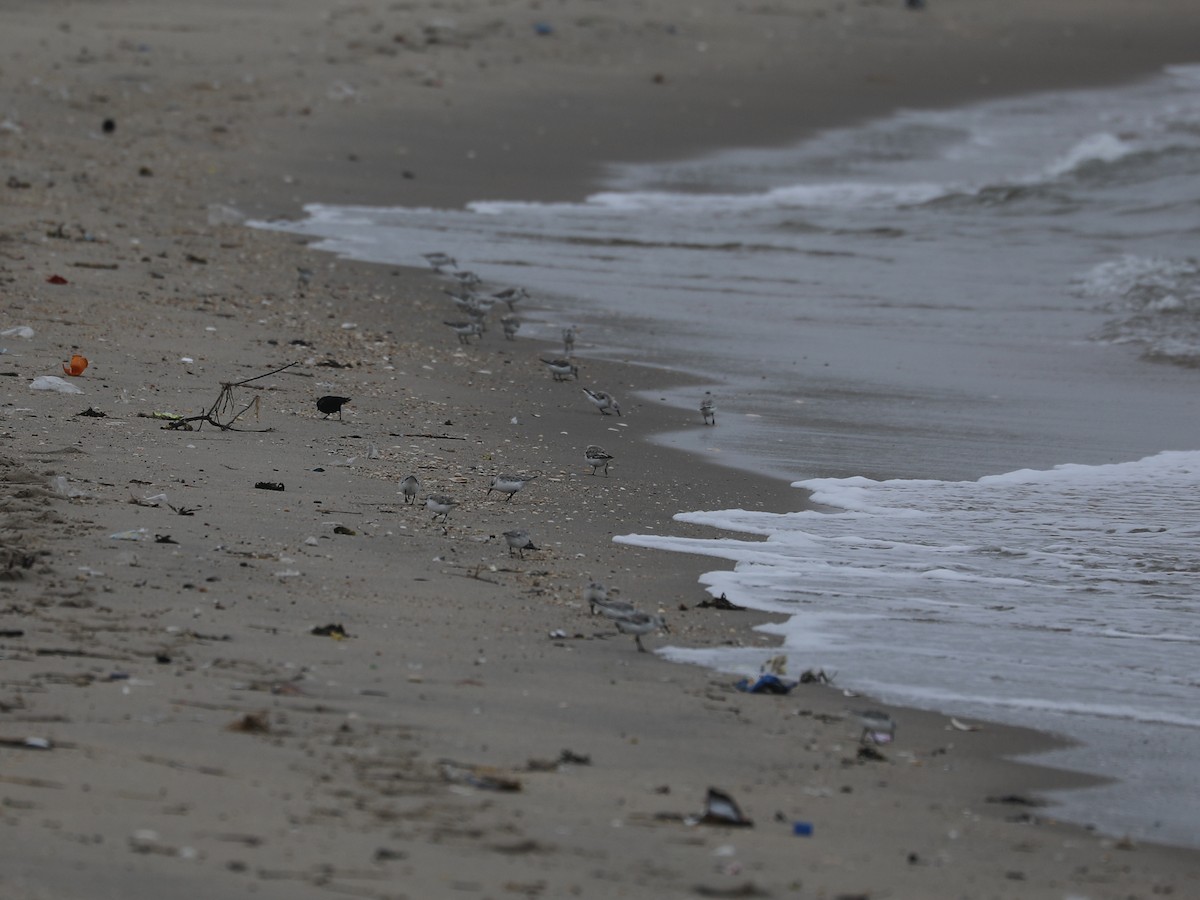 Sanderling - ML639691306