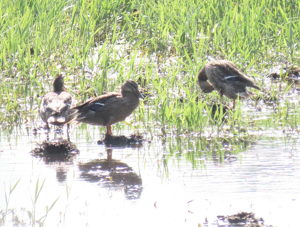 Mallard - ML639691315