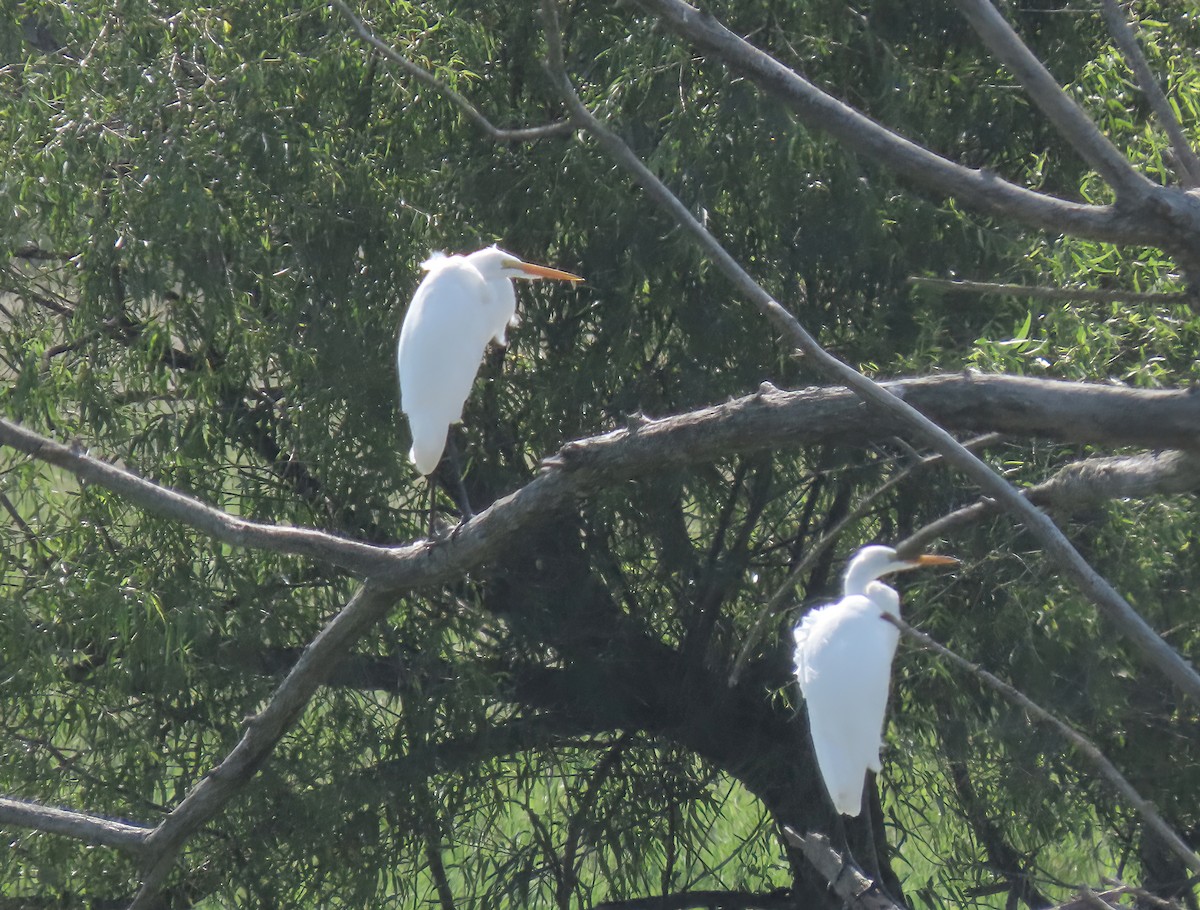 Great Egret - ML639691334