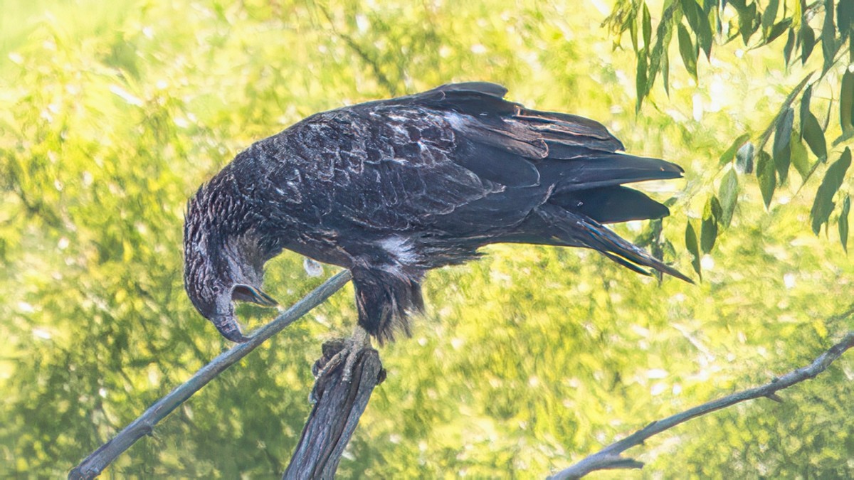 Bald Eagle - ML639691351