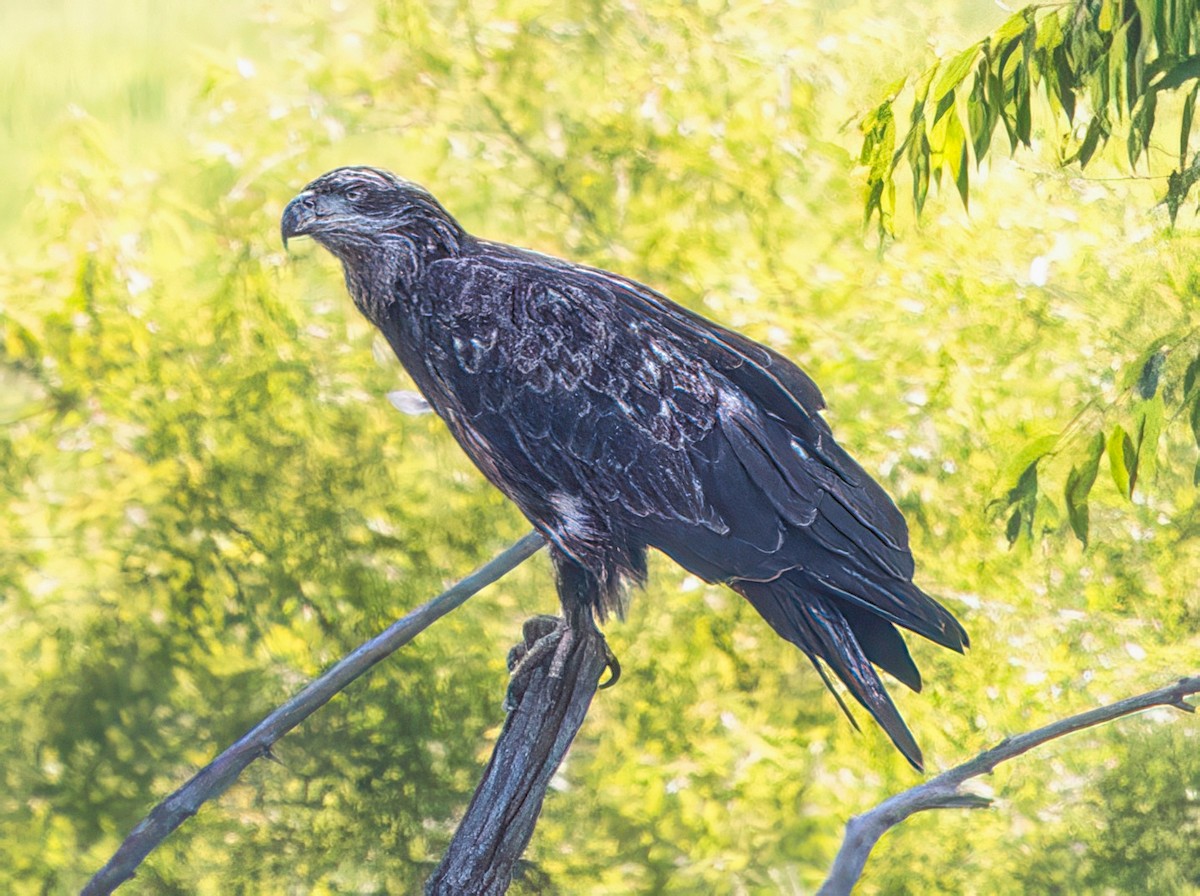 Bald Eagle - ML639691352
