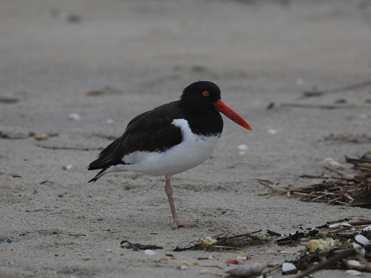 Американский кулик-сорока - ML639691371