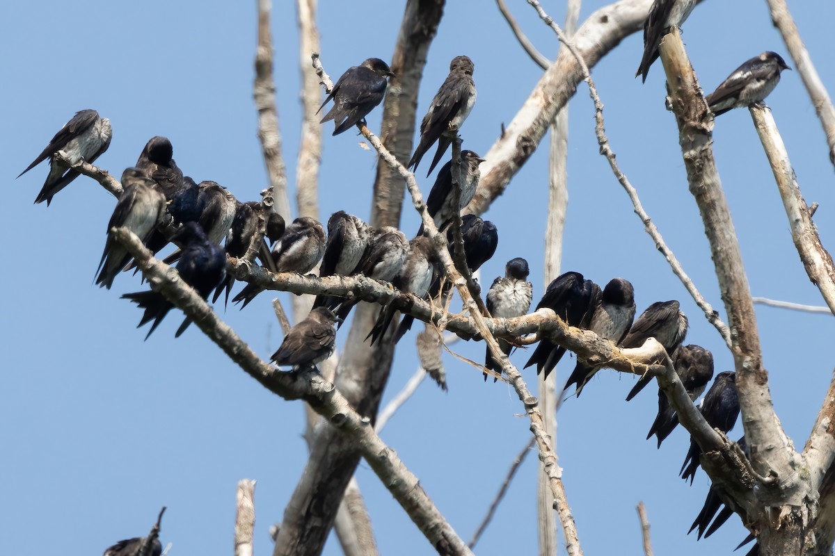 Purple Martin - ML639691446