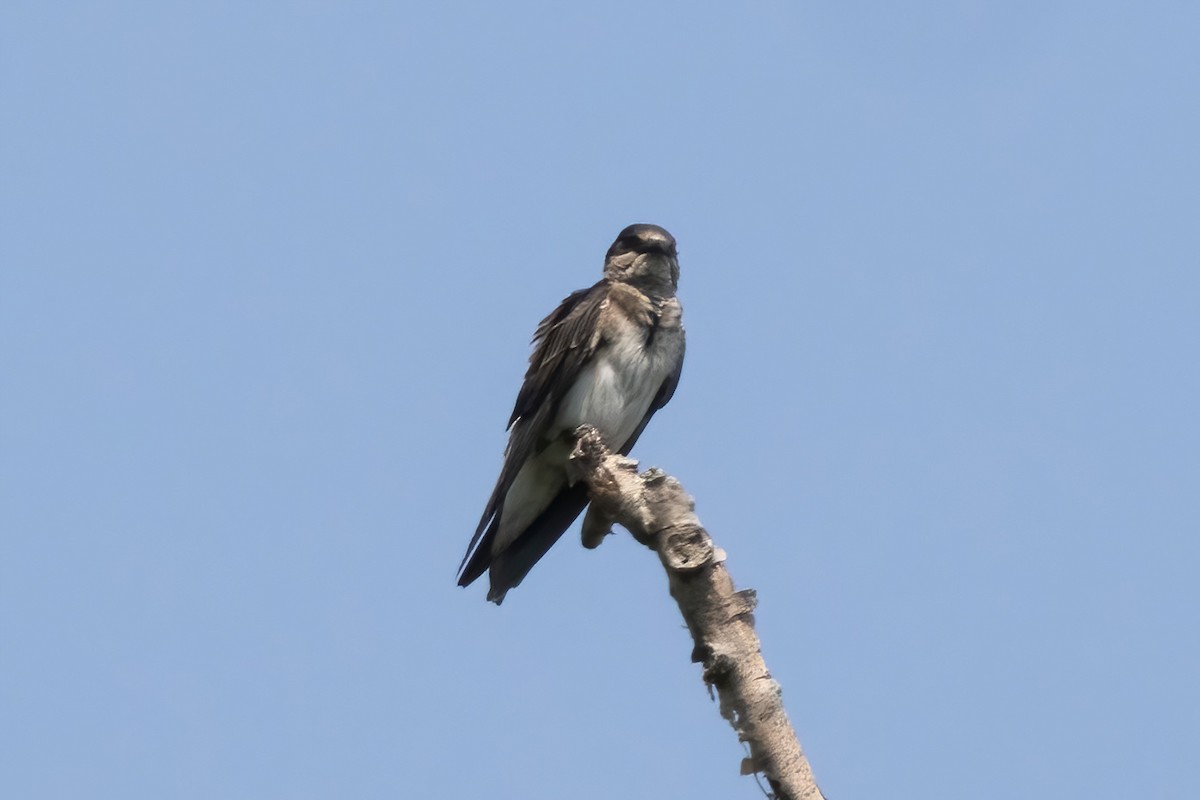 Purple Martin - ML639691448
