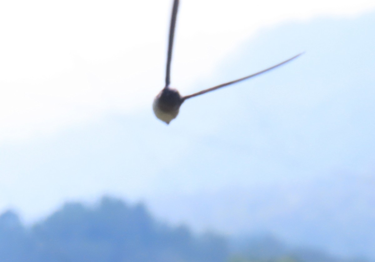 Glossy Swiftlet - ML639691471