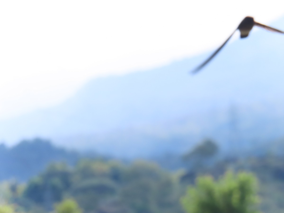Glossy Swiftlet - ML639691472