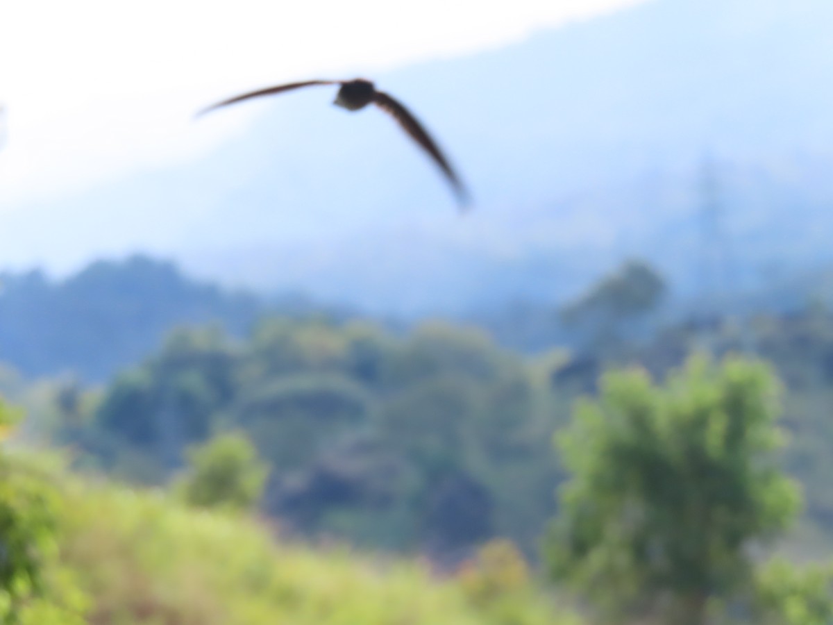 Glossy Swiftlet - ML639691473