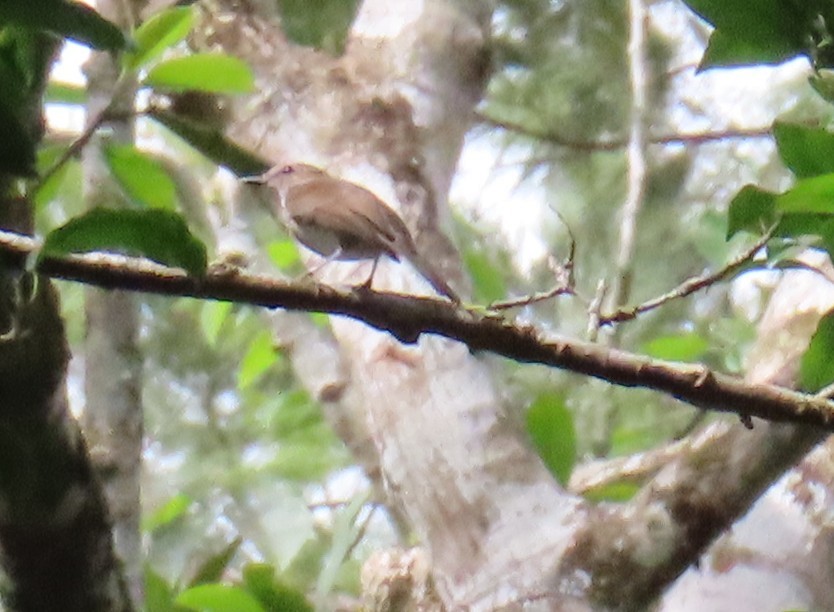 Variable Shrikethrush - ML639691553