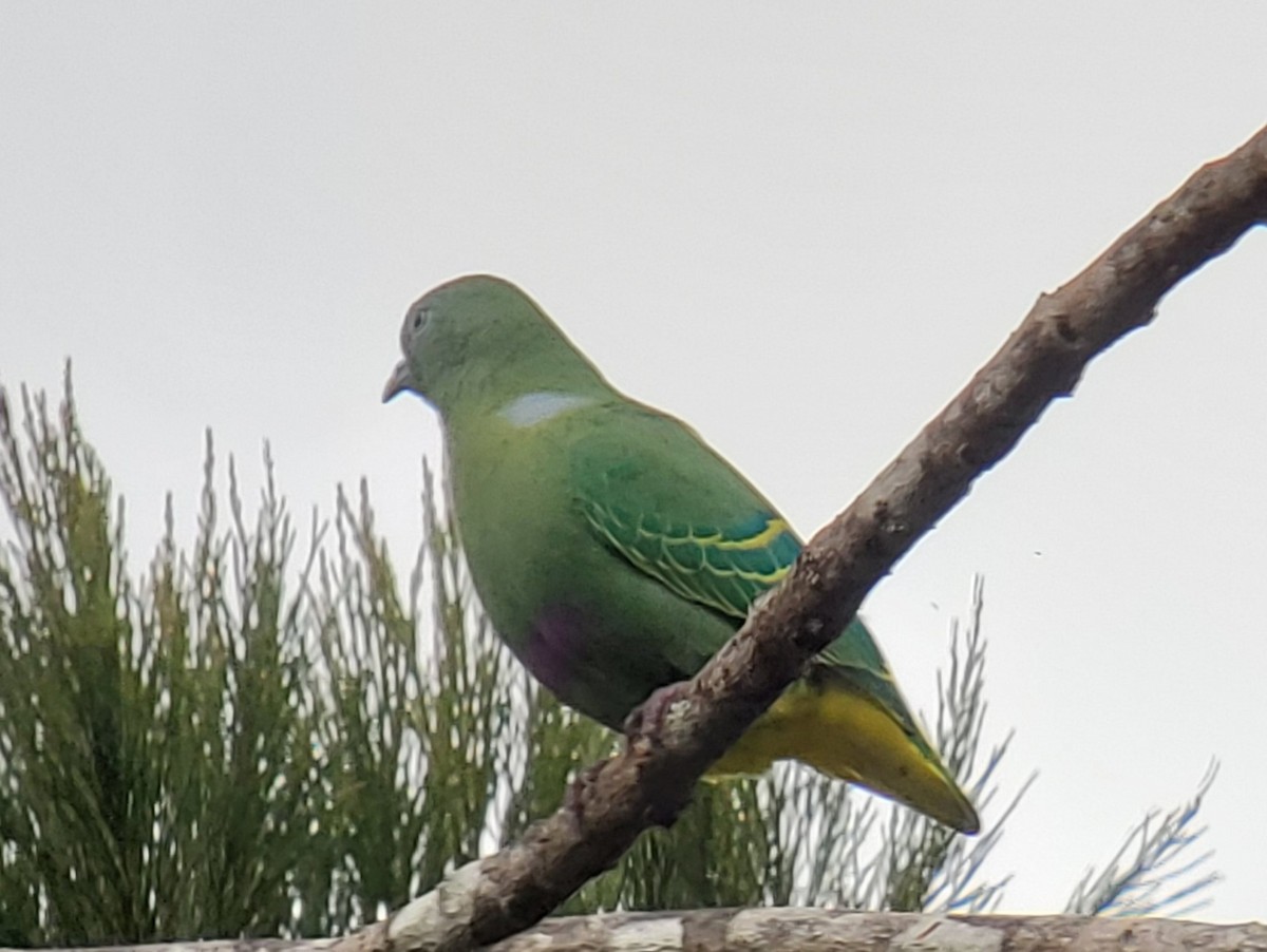 Dwarf Fruit-Dove - ML639691600
