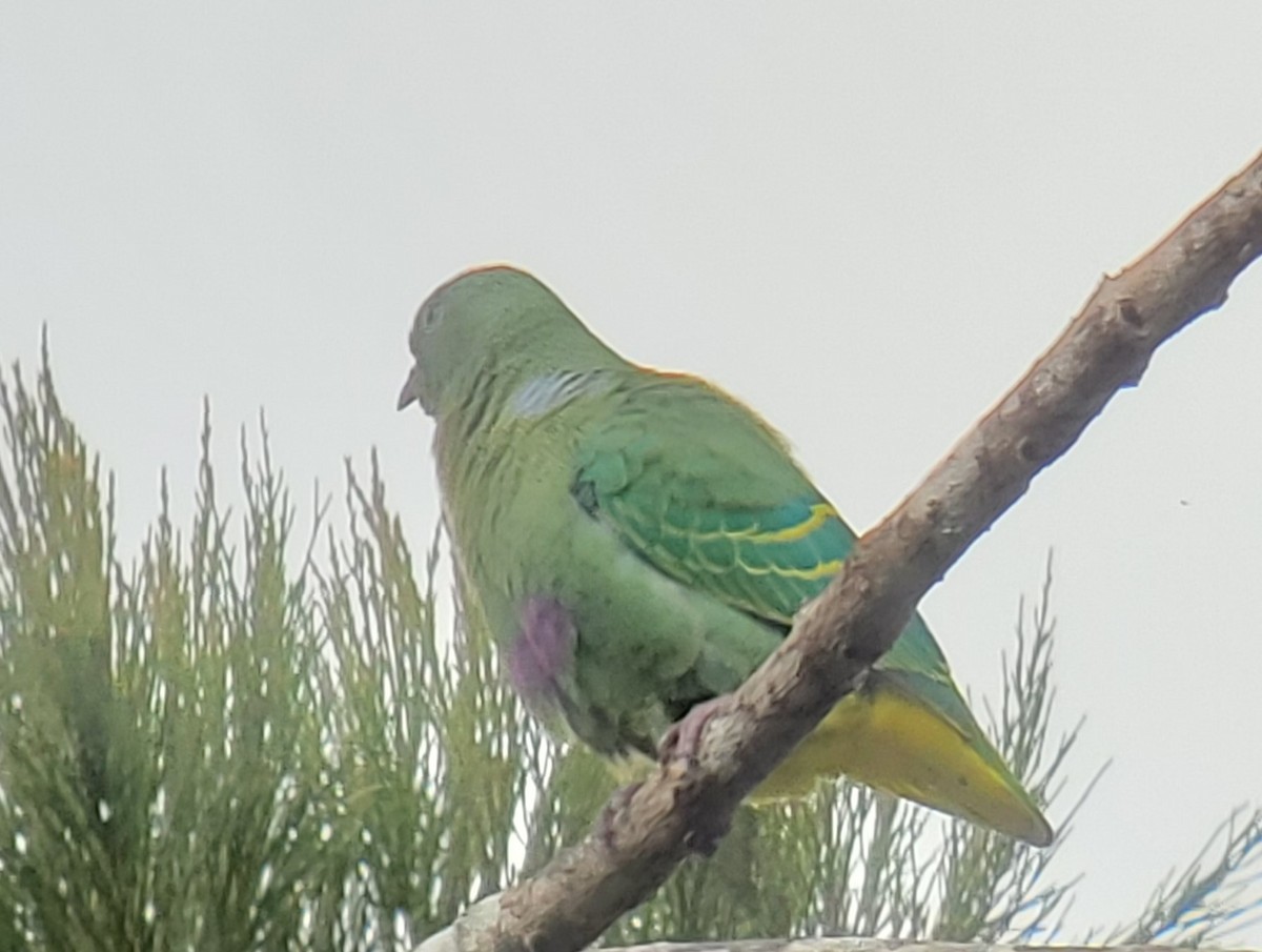 Dwarf Fruit-Dove - ML639691601
