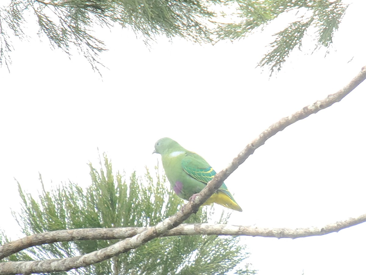 Dwarf Fruit-Dove - ML639691602