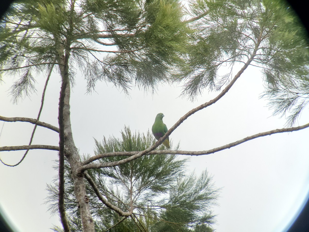 Dwarf Fruit-Dove - ML639691603