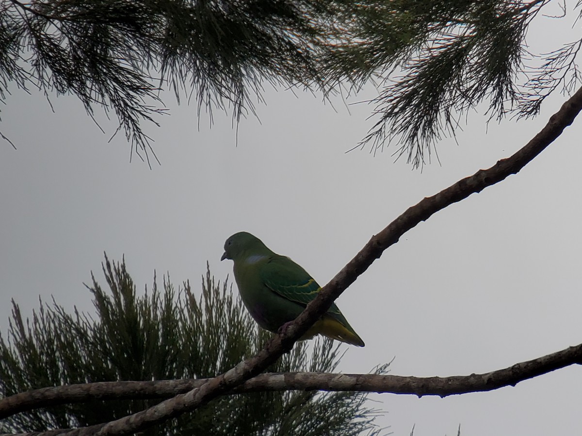 Dwarf Fruit-Dove - ML639691604