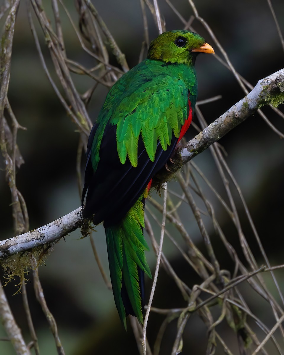 kvesal zlatohlavý - ML639691653