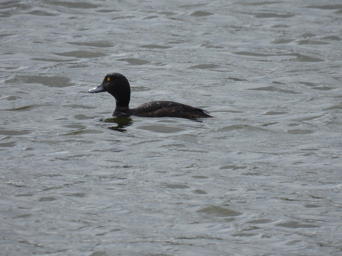 New Zealand Scaup - ML639691732