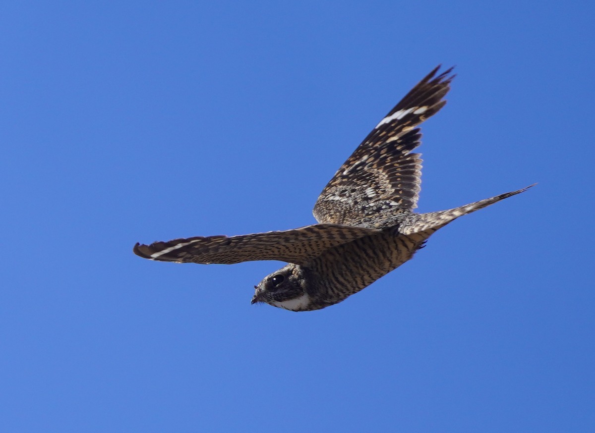 Lesser Nighthawk - ML639691794