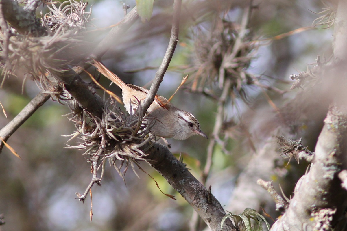 Stripe-crowned Spinetail - ML639691796