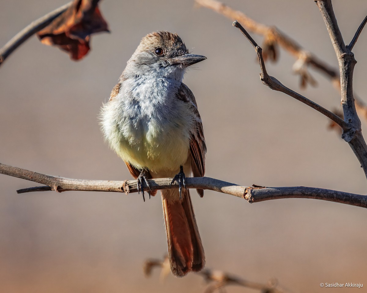Ash-throated Flycatcher - ML639691811