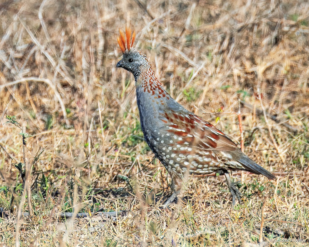 Elegant Quail - ML639691812