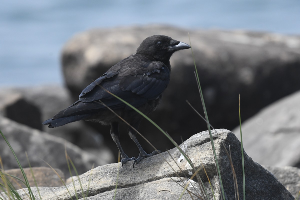 American Crow - ML639691826