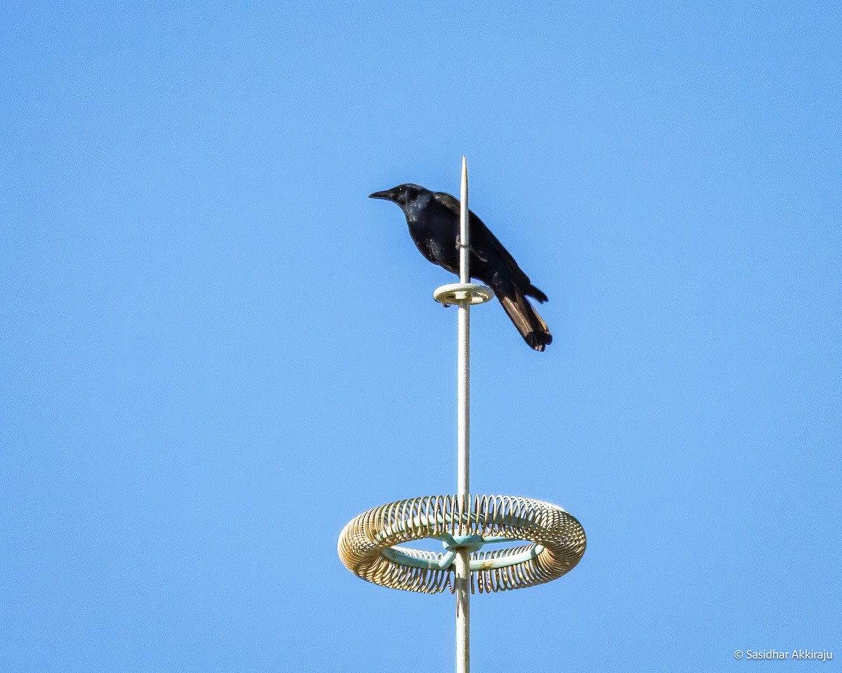Sinaloa Crow - ML639691837