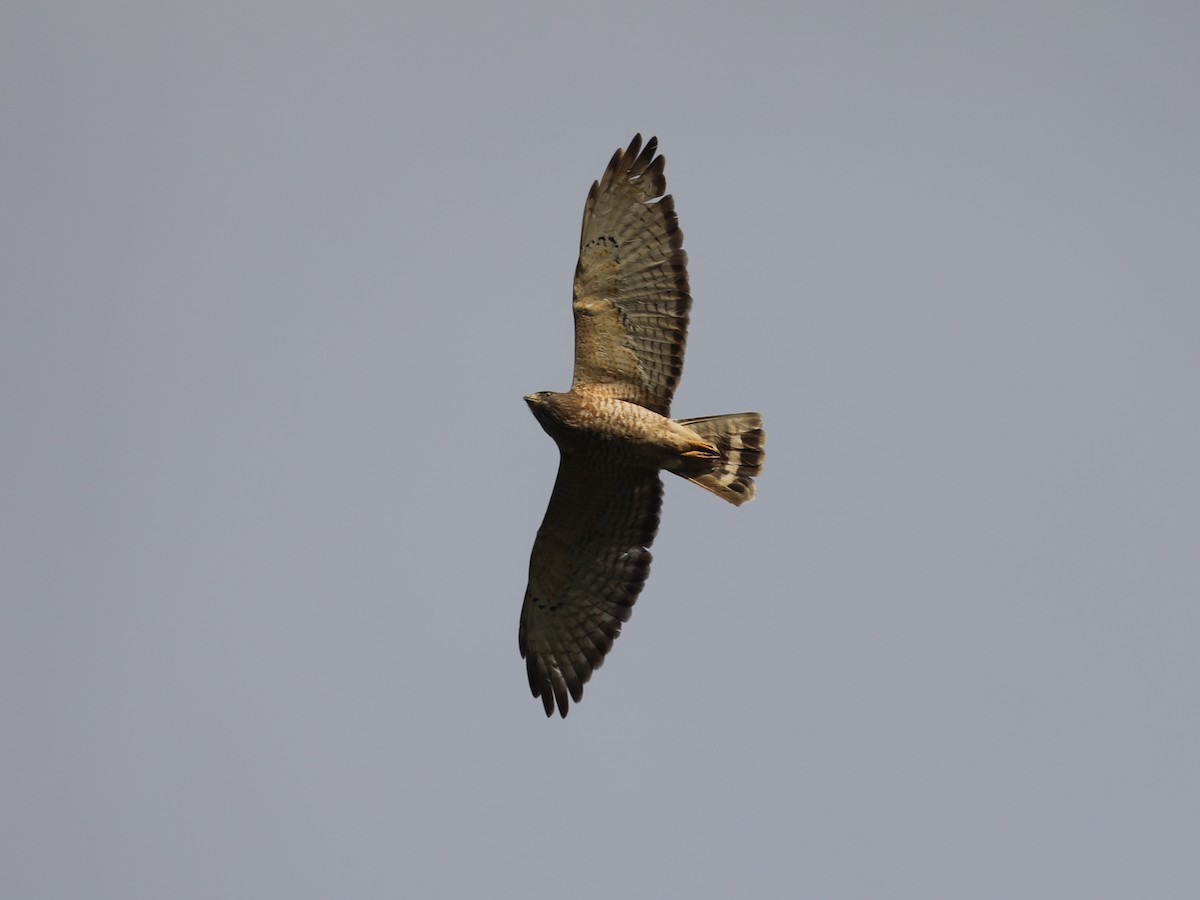 Broad-winged Hawk - ML639691856