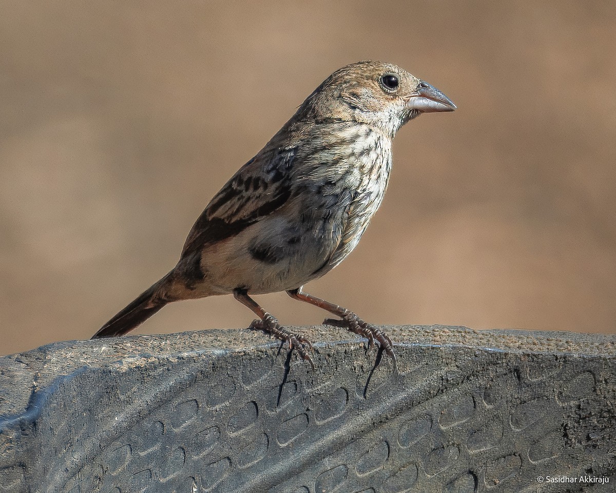 Blue-black Grassquit - ML639691858