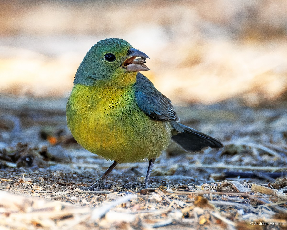 Orange-breasted Bunting - ML639691861
