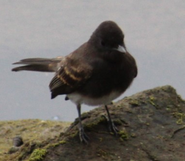 Black Phoebe - ML639691862